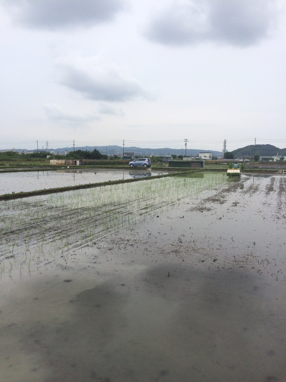 田植え